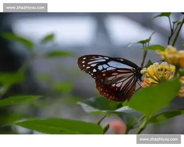 破茧成蝶：在磕碰中淬炼生命的韧性